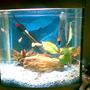 50 gallons freshwater fish tank (mostly fish and non-living decorations) - this is our bithing and breeding tank