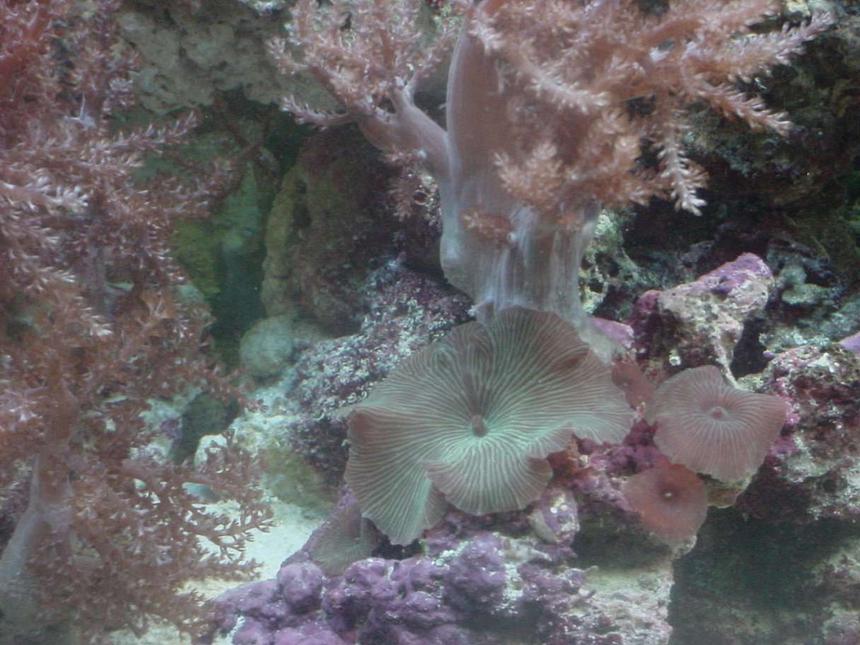 Rated #72: Corals Inverts - Actinodiscus Sp. - Red Mushroom Stocking In 55 Gallons Tank - Shroons
