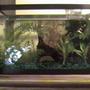 500 gallons freshwater fish tank (mostly fish and non-living decorations) - AN EMPTY ENDLER