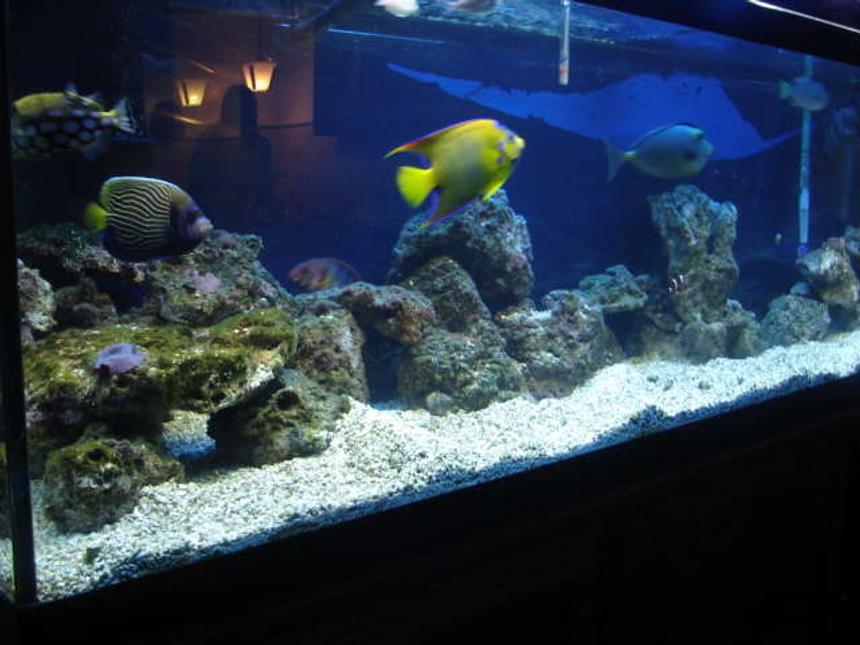 Rated #16: 90 Gallons Saltwater Fish Tank - old pic of 125 no longer have it!! 90 set up now waiting to get a good pic