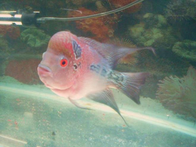 freshwater fish - cichlasoma sp. - flower horn cichlid stocking in 105 gallons tank