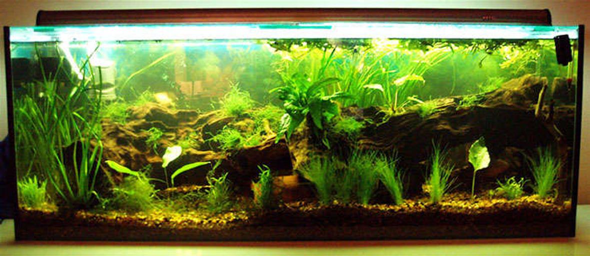 50 gallons planted tank (mostly live plants and fish) - Early Design-2007