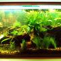 50 gallons planted tank (mostly live plants and fish) - Early Design-2007