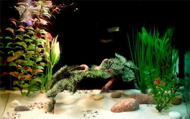 10 gallons freshwater fish tank (mostly fish and non-living decorations) - Newly setup 10 gal.