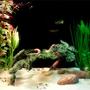 10 gallons freshwater fish tank (mostly fish and non-living decorations) - Newly setup 10 gal.