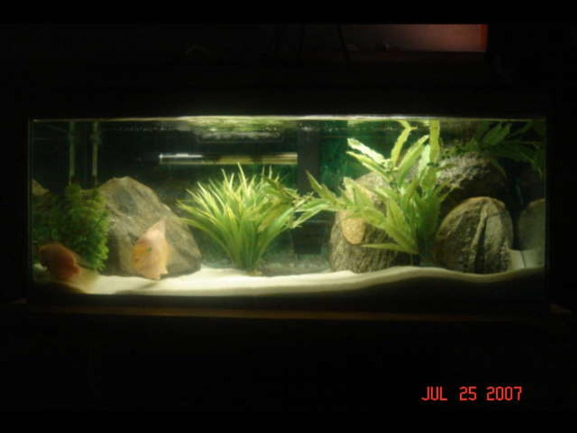 20 gallons freshwater fish tank (mostly fish and non-living decorations) - 20 Gallon, 2 Blood Parrots