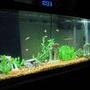 55 gallons freshwater fish tank (mostly fish and non-living decorations) - 55 gallon