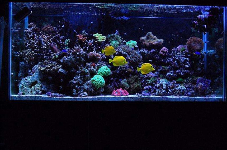 Rated #23: 90 Gallons Reef Tank - My 90 gallon reef!