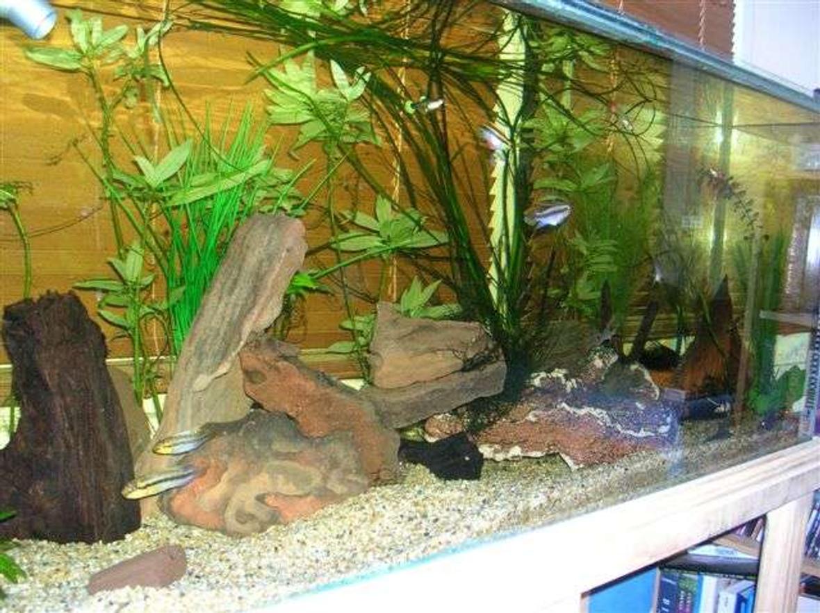 55 gallons freshwater fish tank (mostly fish and non-living decorations) - A work in progress