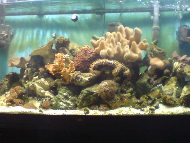 100 gallons reef tank (mostly live coral and fish) - here is my new set up!