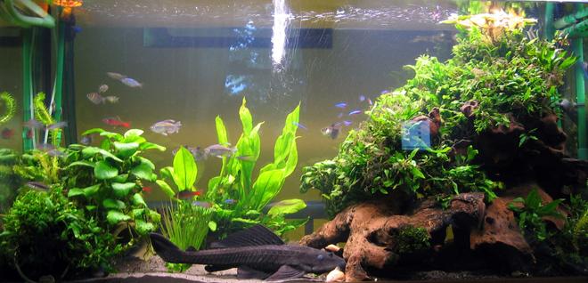 79 gallons planted tank (mostly live plants and fish) - Harry's Home;
Java fern & Anubias planted over large pieces of bogwood gives a nice hiding place for Harry the 18" Plec