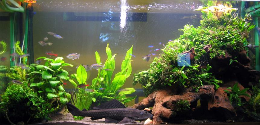 Rated #60: 79 Gallons Planted Tank - Harry's Home;
Java fern & Anubias planted over large pieces of bogwood gives a nice hiding place for Harry the 18" Plec