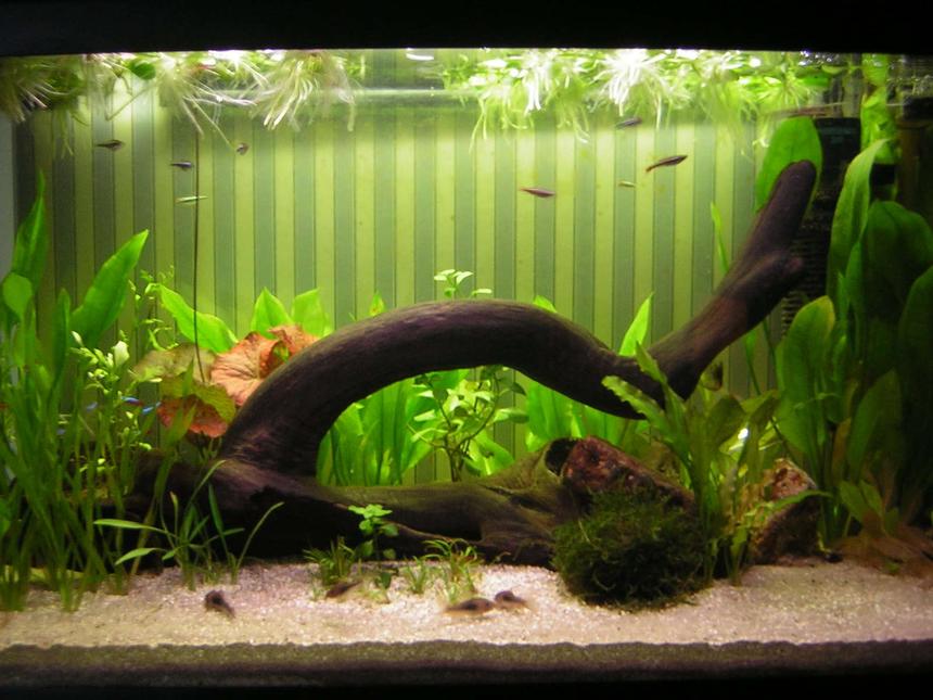 Rated #142: 30 Gallons Planted Tank - 120 Litres, Fluval