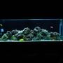 150 gallons saltwater fish tank (mostly fish, little/no live coral) - This Is what my tank looks like at night