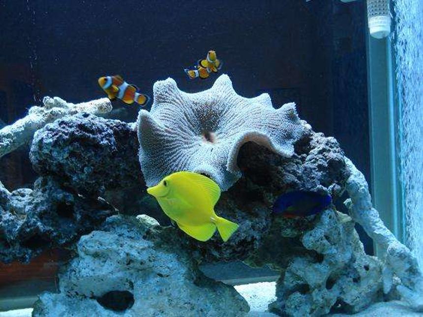 Rated #32: Saltwater Fish - Zebrasoma Flavescens - Yellow Tang - Hawaii Stocking In 150 Gallons Tank - Carpet anemone , Perculas Clowns, Yellow tang