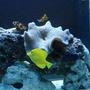 saltwater fish - zebrasoma flavescens - yellow tang - hawaii stocking in 150 gallons tank - Carpet anemone , Perculas Clowns, Yellow tang