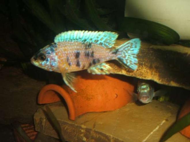 freshwater fish - aulonocara nyassae var. - peacock cichlid, orange blossom stocking in 70 gallons tank - cichlid mouad maroc