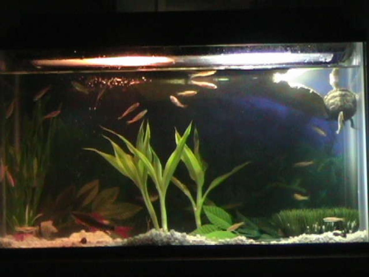 20 gallons freshwater fish tank (mostly fish and non-living decorations) - A better photo and some work with new plants.