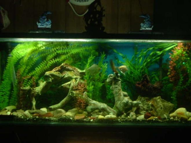 freshwater fish tank (mostly fish and non-living decorations) - Pic of our 55 gal.