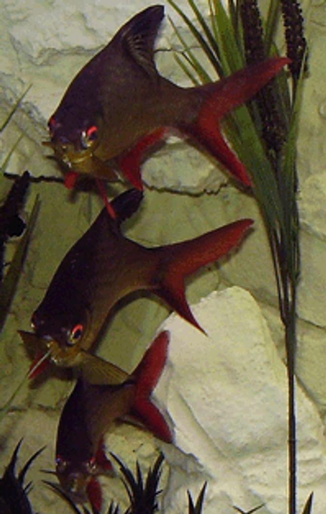 freshwater fish - barbus schwanefeldi - tinfoil red tail barb stocking in 265 gallons tank - Tinfoil Barb Ballet