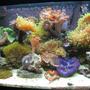 20 gallons reef tank (mostly live coral and fish) - 20 gallon nano reef