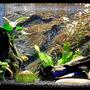 20 gallons planted tank (mostly live plants and fish) - Ram Tam Tam