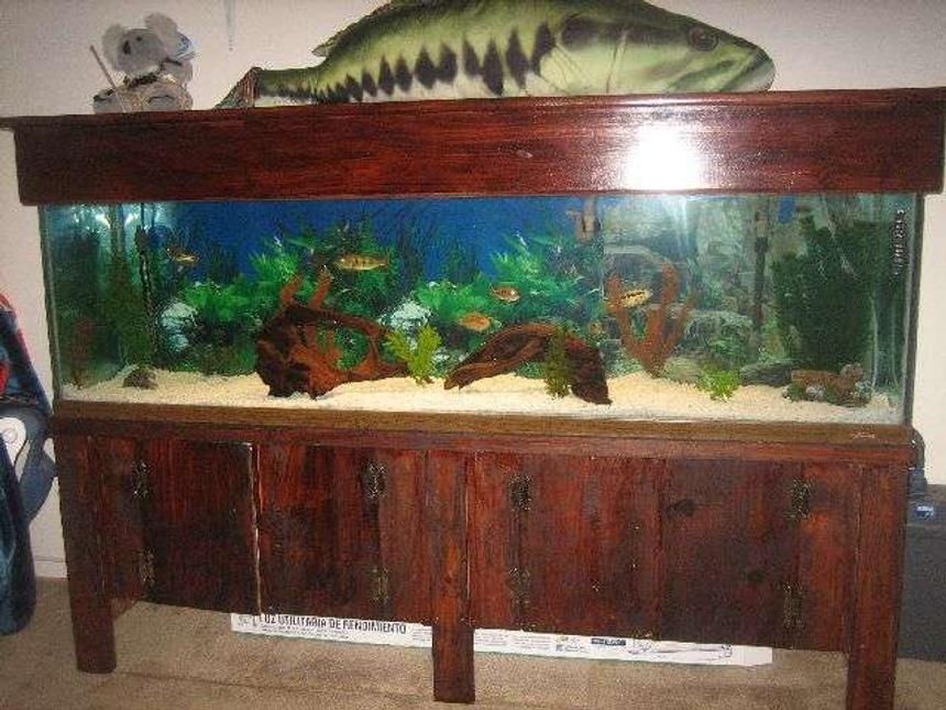 Rated #165: 125 Gallons Freshwater Fish Tank - MY FISH TANK