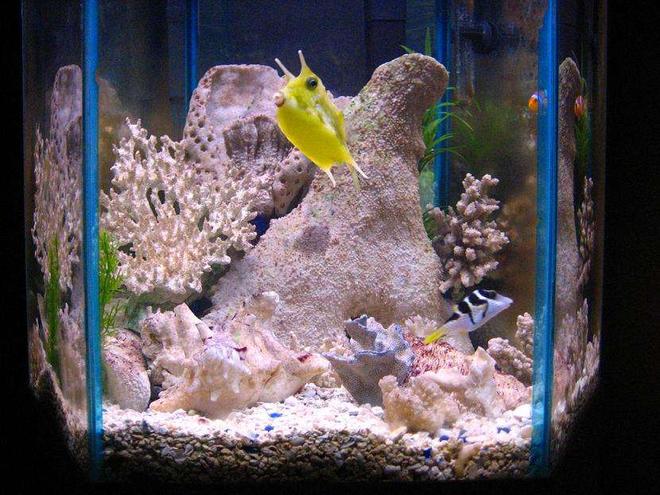35 gallons saltwater fish tank (mostly fish, little/no live coral) - saddleback puffer, clownfish, yellow tail damsel, longhorned cowfish