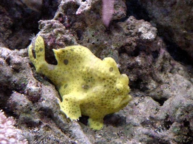 saltwater fish - antennarius maculatus - yellow angler stocking in 50 gallons tank - warty