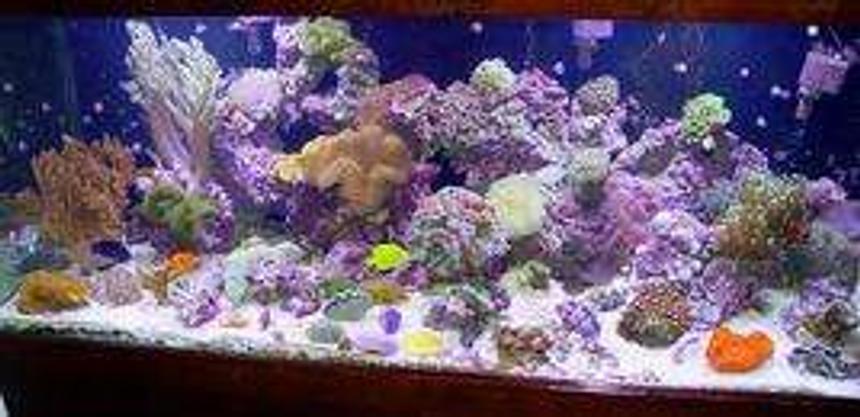 Rated #68: 5 Gallons Reef Tank - cvbc