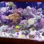 5 gallons reef tank (mostly live coral and fish) - cvbc