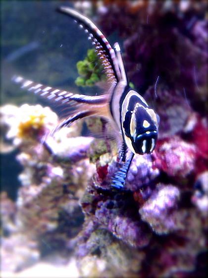 saltwater fish - pterapogon kauderni - kaudern's cardinal stocking in 9 gallons tank - Cardinal.