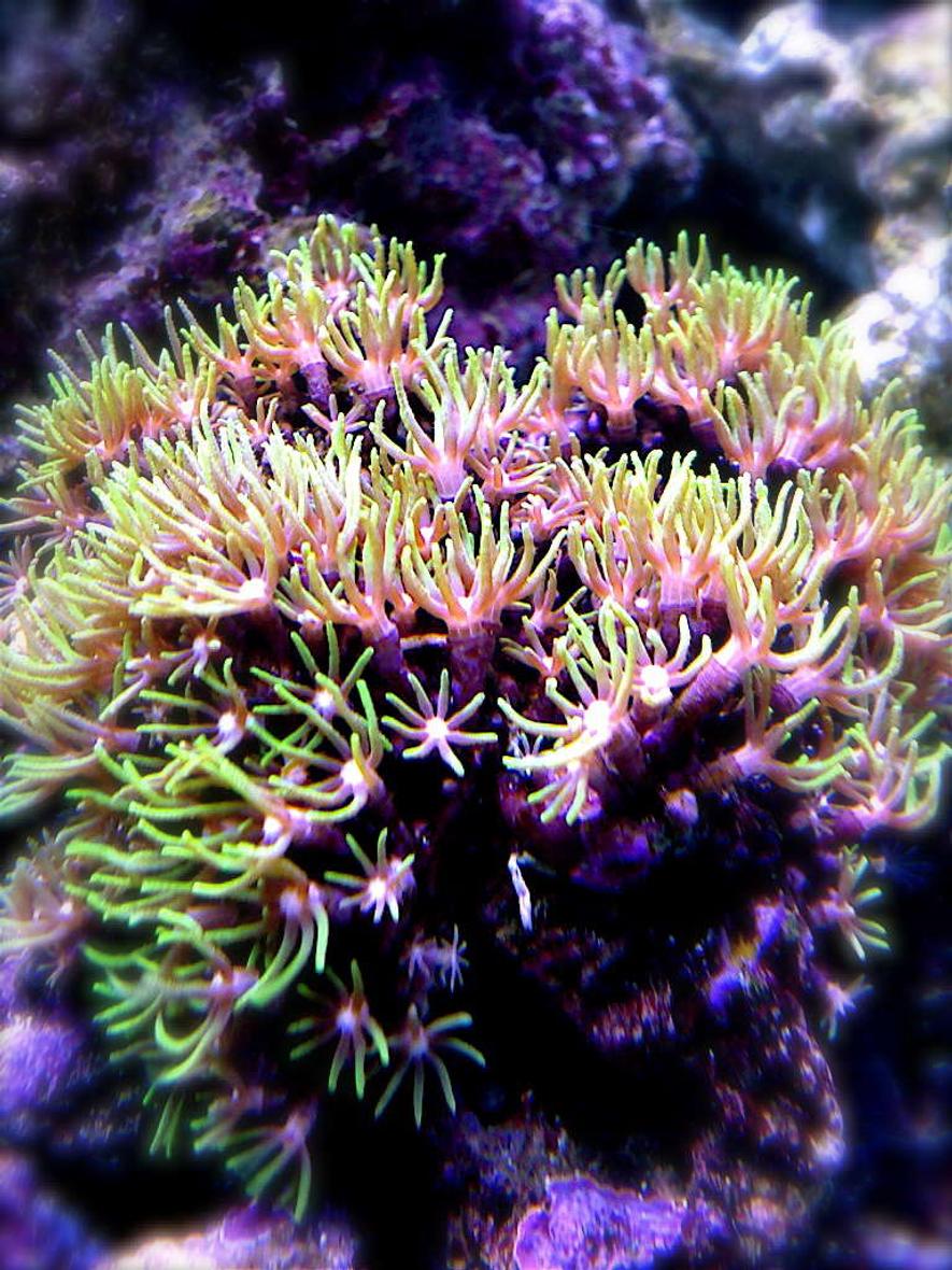Rated #16: Corals Inverts - Briareum Sp. - Starburst Polyp Stocking In 9 Gallons Tank - I know starpolyps are pretty common, but I love this picture I snapped. Had to put it on.