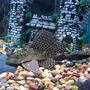 freshwater fish - glyptoperichthys gibbiceps - sailfin pleco (l-83) stocking in 50 gallons tank - 2 & a half year old sailfin Plecostamus..