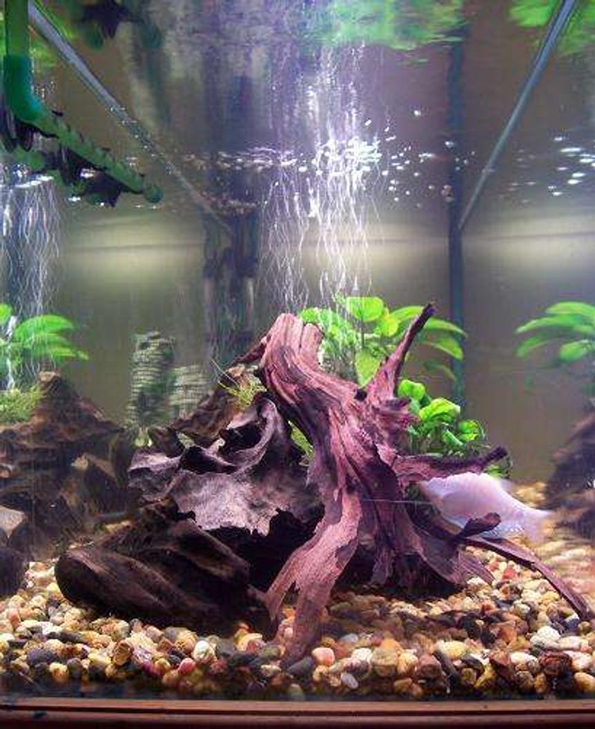 Rated #160: 50 Gallons Planted Tank - side view of one of my tanks