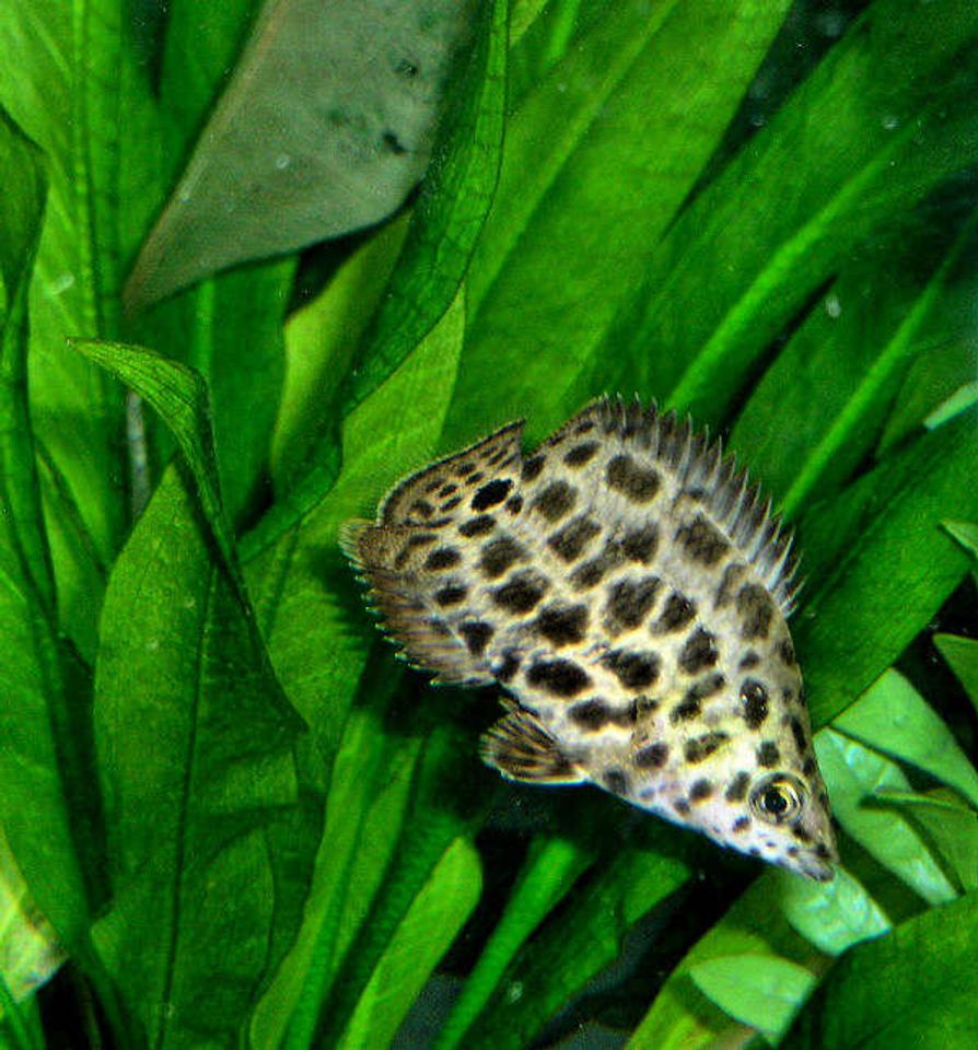 Rated #11: Freshwater Fish - Ctenopoma Acutirostre - Leopard Ctenopoma Stocking In 210 Gallons Tank - The Leopard Ctenopoma, also known as the Spotted Climbing Perch, is part of the Bush Fish group of the family Anabantidae. These "climbing fish" are patient predators often remaining still among plants waiting for food to pass by. The Leopard Ctenopoma is one of the more colorful species of the Ctenopoma genus. 
The Leopard Ctenopoma requires a densely planted aquarium with roots and driftwood in which to hide. Somewhat aggressive, this fish should be kept with other fish of similar size. 

Ctenopoma acutirostre is a bubble-nest builder. Slightly acidic (pH 6.5-7.0), very soft (dH 2-4), and warm water (79-82°F) is necessary for breeding. The fry should be fed live food such as brine shrimp. 

Carnivores, Leopard Ctenopomas will eat live, frozen, and prepared foods such as krill or ocean plankton, as well as floating pellet food.