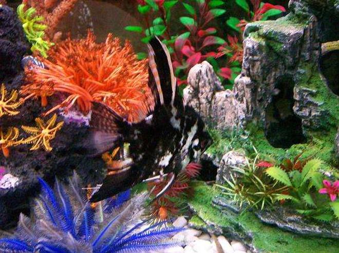 freshwater fish - pterophyllum sp. - assorted veil angel - Angelfish..