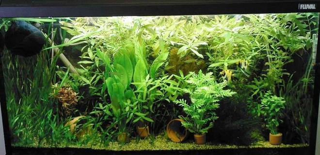 98 gallons planted tank (mostly live plants and fish) - My 54gal, acclimatizing new plants. There are fish in there, honest.