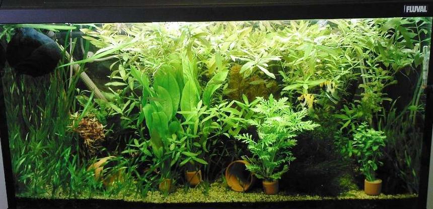 Rated #1220: 98 Gallons Planted Tank - My 54gal, acclimatizing new plants. There are fish in there, honest.