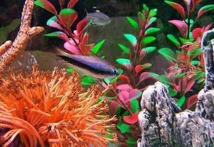 freshwater fish - paracheirodon axelrodi - cardinal tetra - ??Blue Eyed Tetra??