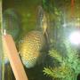 freshwater fish - symphysodon aequifasciata - green discus stocking in 50 gallons tank - discus pair