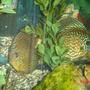 freshwater fish - symphysodon aequifasciata - green discus stocking in 50 gallons tank - Discus Pair