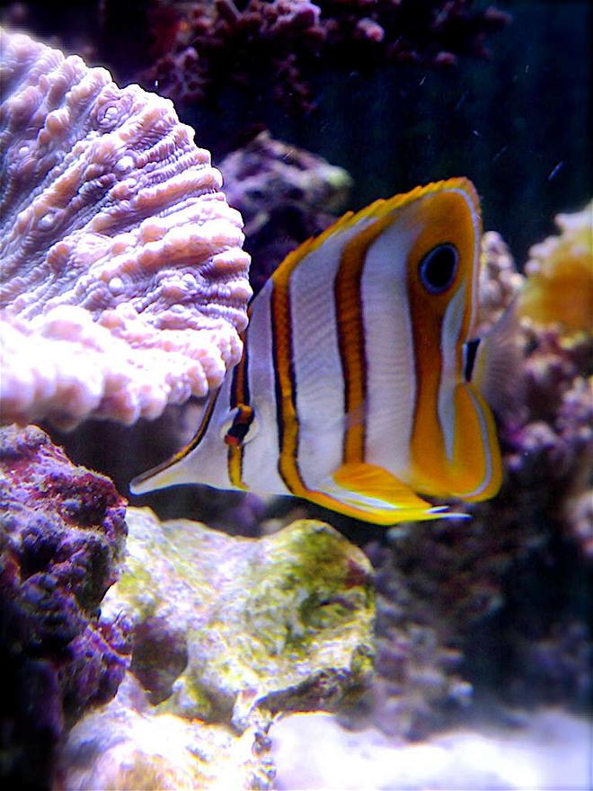 saltwater fish - chelmon rostratus - copperband butterflyfish stocking in 9 gallons tank - My Copper Band Butterfly snacking on feather dusters in my 46 gallon reef tank.