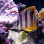 saltwater fish - chelmon rostratus - copperband butterflyfish stocking in 9 gallons tank - My Copper Band Butterfly snacking on feather dusters in my 46 gallon reef tank.