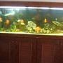 190 gallons freshwater fish tank (mostly fish and non-living decorations) - Previous fish tank