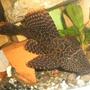 freshwater fish - glyptoperichthys gibbiceps - sailfin pleco (l-83) stocking in 70 gallons tank - pleco
