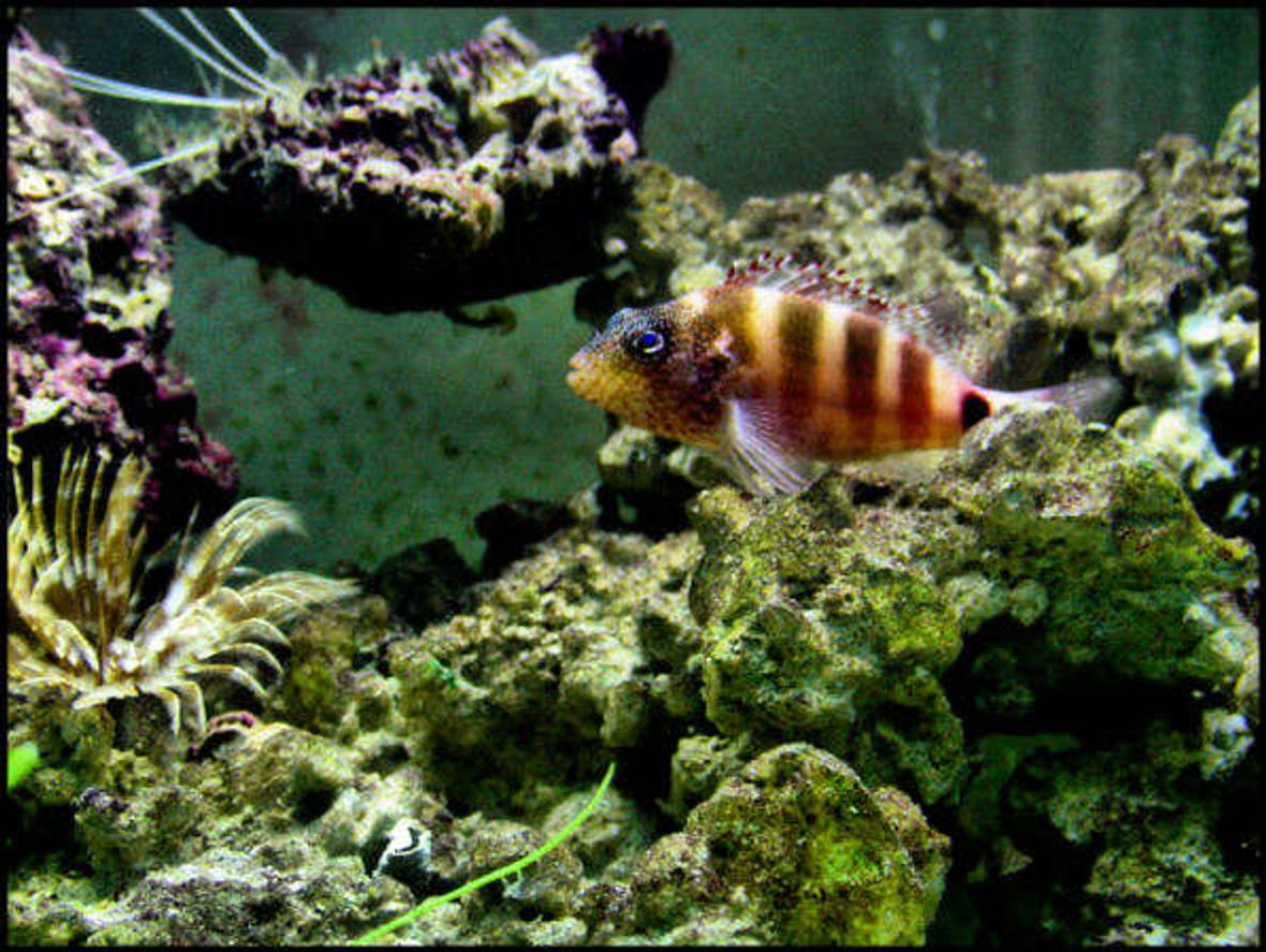 freshwater fish - astatotilapia latifasciata - zebra obliquidens stocking in 5 gallons tank - best pic i took so far of the fish in this set...i forgot this fishes name...