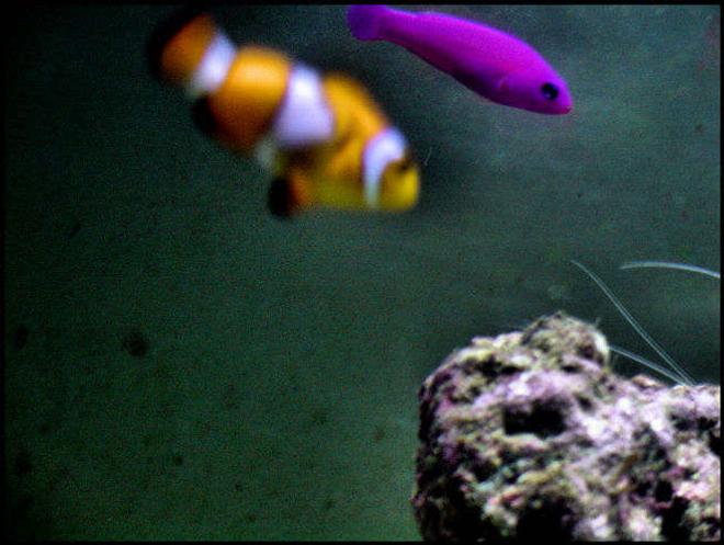saltwater fish - amphiprion percula - true percula clownfish stocking in 5 gallons tank - blurred nemo with my brothers latest fish the purple people eater...i forgot his name...