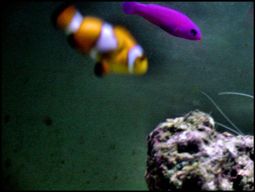 Rated #98: Saltwater Fish - Amphiprion Percula - True Percula Clownfish Stocking In 5 Gallons Tank - blurred nemo with my brothers latest fish the purple people eater...i forgot his name...