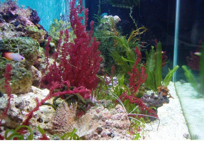 90 gallons planted tank (mostly live plants and fish) - My tank is a 90 gallon macro algae tank w/ florescent lighting, two aquaclear hang on filters and two power heads.
1firefish, 1 purple firefish, 1 pink/blue spot gobie, 1 scooter blennie, 1 pair seahorses, (adding more pairs soon) 1 sand sifting starfish, 1 cleaner shrimp,3 feather dusters and a coral band shrimp. 
Star polyps, button polyps, Feather Algae, Grape Algae, Spaghetti Algae, Turtle Grass,Red kelp or Red Grape,Red Gracilaria ,Scroll Algae, Iridescent Algae and a sponge algae we aren't sure about the name other than sponge and a Yellow Gorgonian.